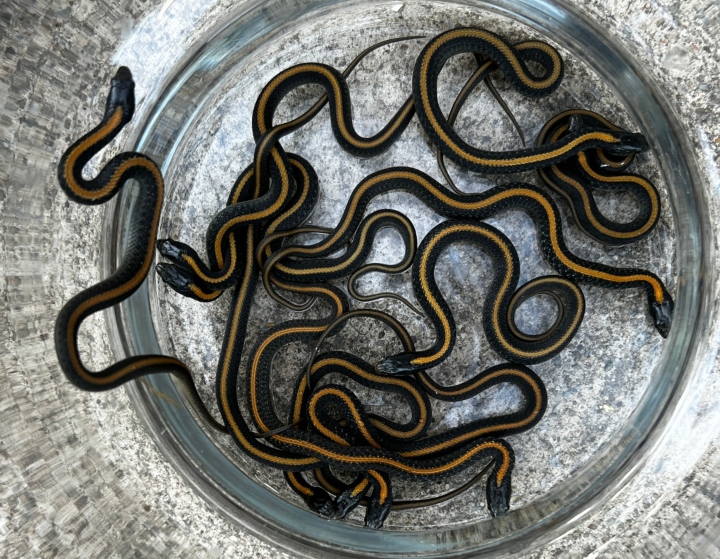 Santa Cruz Garter Snakes